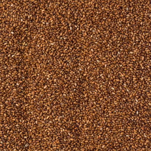 Teff Grain Brown